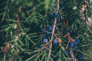 Fructe de ienupar