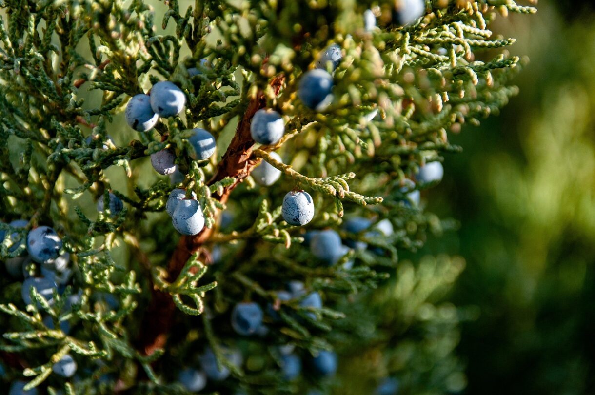 Ienuparul si beneficiile sale in diabet